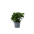 Cape Jasmine - Gardenia jasminoides - Height 20-30cm - ⌀13cm