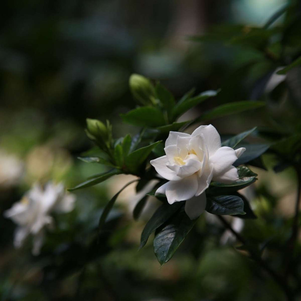 Cape Jasmine - 4 pcs. - Gardenia jasminoides - Height 20-30cm - ⌀13cm