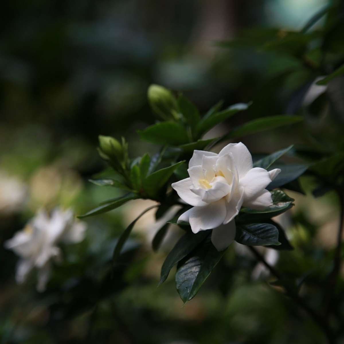 Cape Jasmine - 4 pcs. - Gardenia jasminoides - Height 20-30cm - ⌀13cm