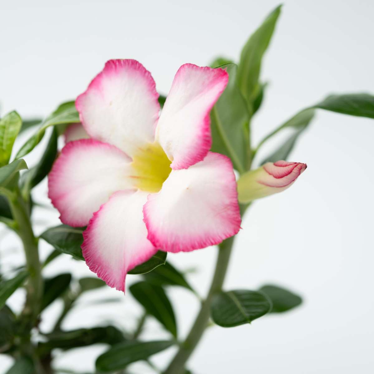 Desert rose - Adenium obesum 'Pink Star' - Height 30-45cm - ⌀13cm