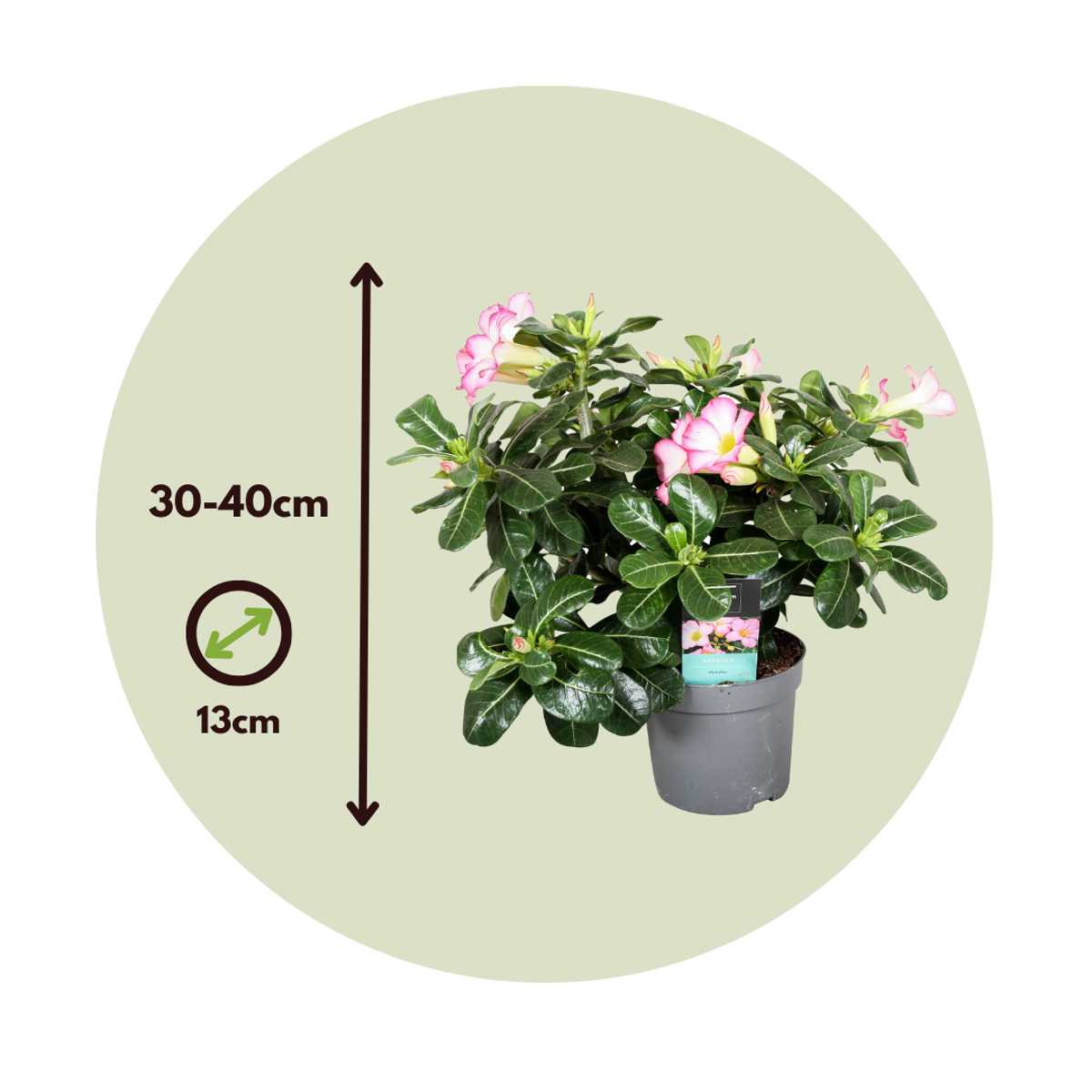 Desert rose - 2 pcs. - Adenium obesum - Height 30-45cm - ⌀13cm