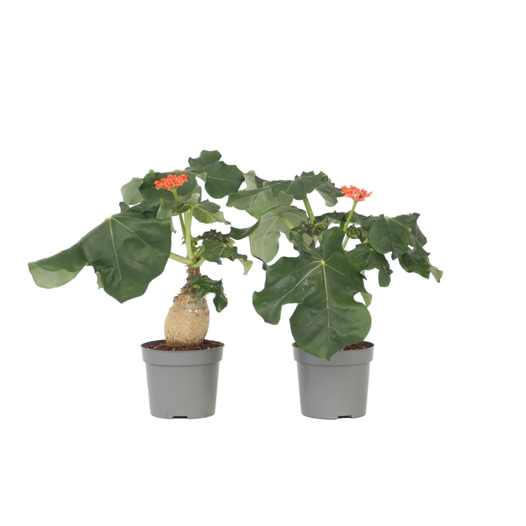 Buddha belly - 2 pcs. - Jatropha podagrica - Height 25-45cm - ⌀13cm