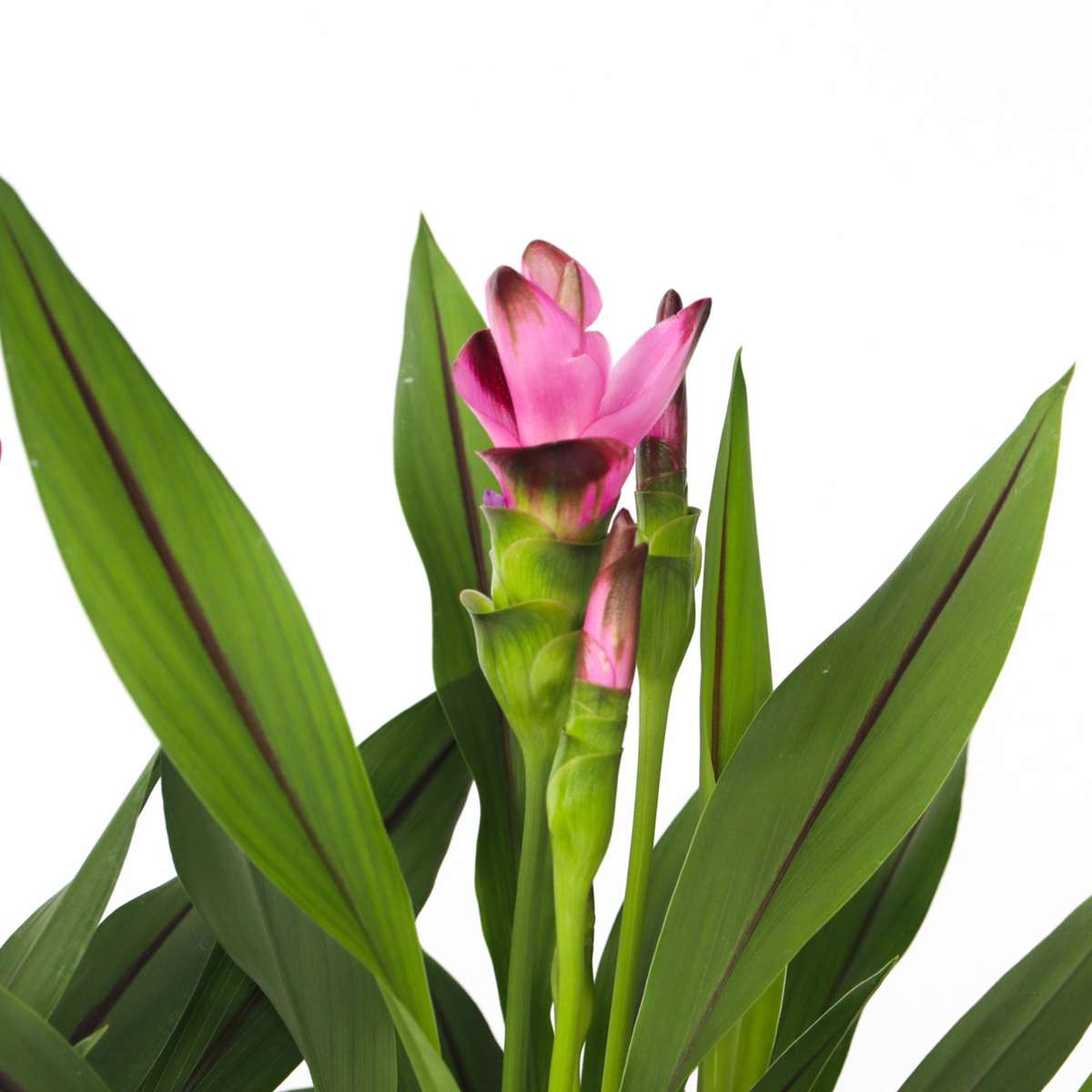 Thai Tulip - 2 pcs. - Curcuma alismatifolia 'Siam Splash' - H40-60cm - ⌀13cm