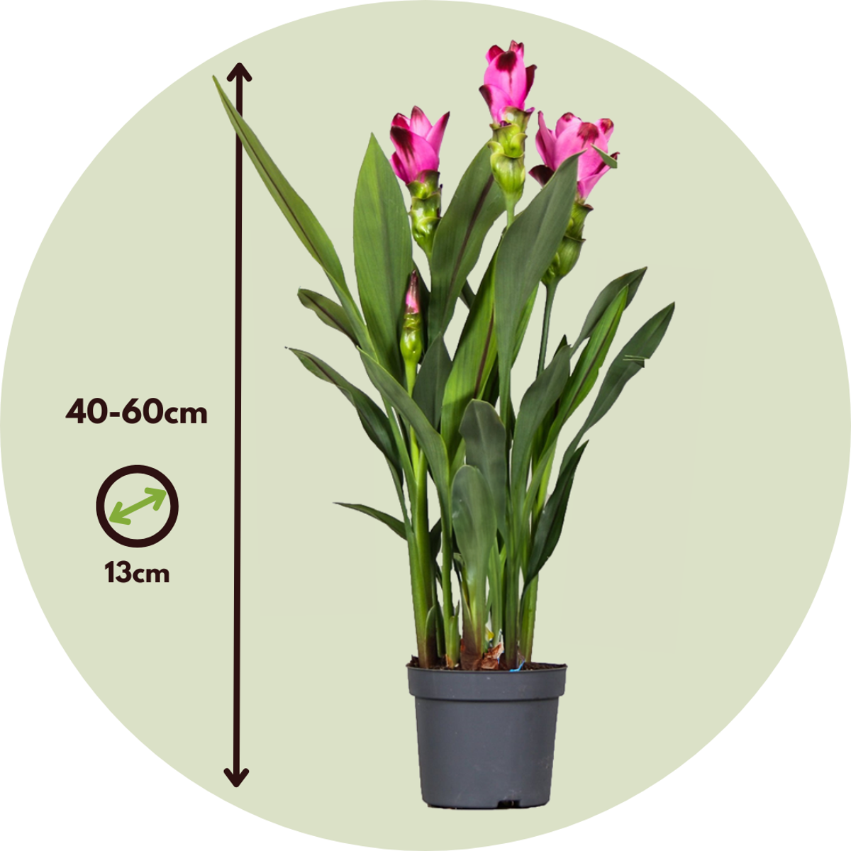 Siamese tulip turmeric - Curcuma 'Siam Splash' - Pink - H40-60cm - ⌀13cm