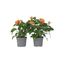 Firecracker Flower - 2 pcs. - Crossandra 'Fortuna' - Height 20-30cm - ⌀13cm