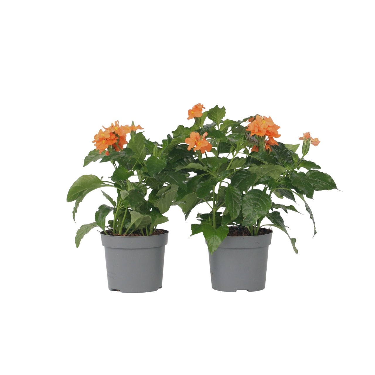 Firecracker Flower - 2 pcs. - Crossandra 'Fortuna' - Height 20-30cm - ⌀13cm