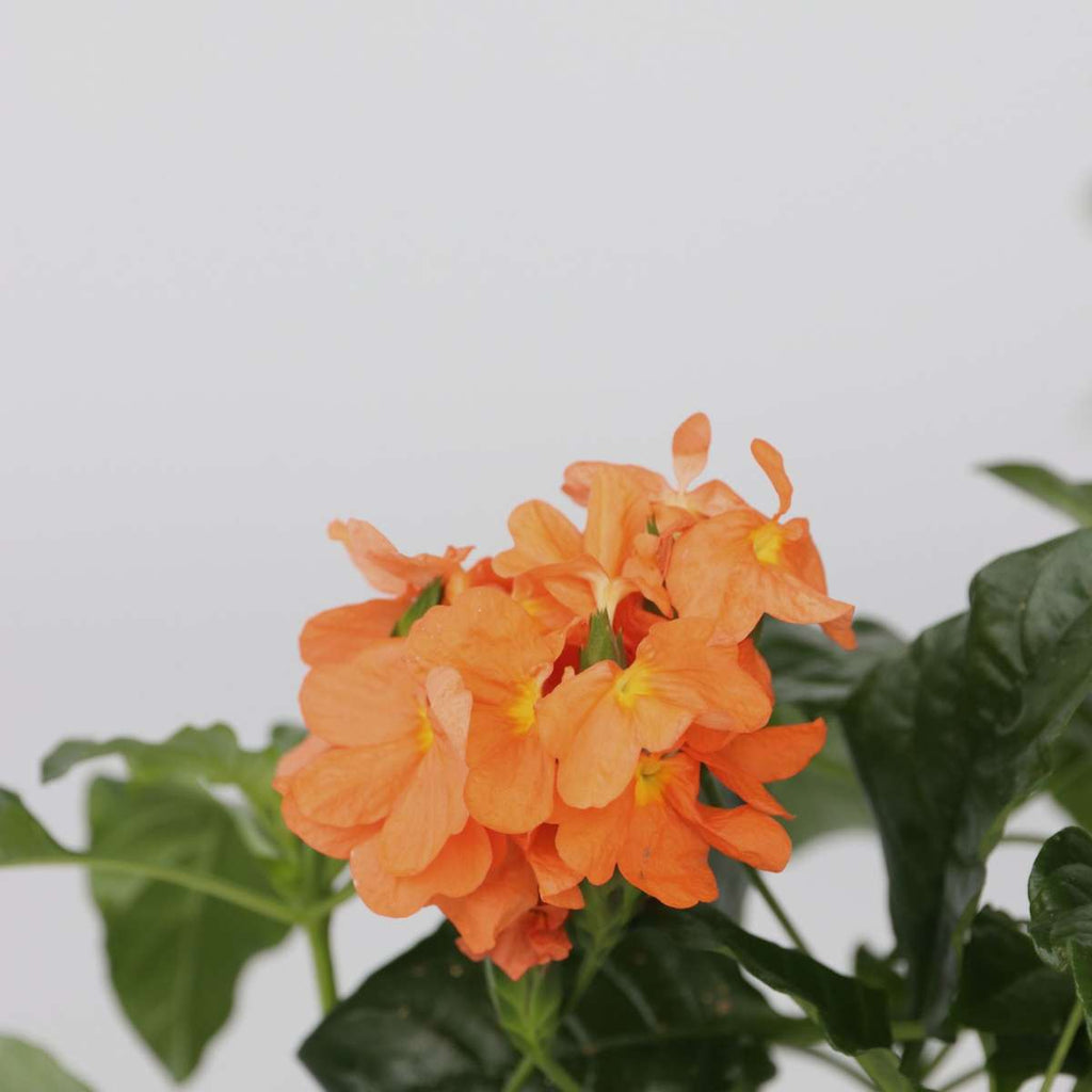 Firecracker Flower - 4 pcs. - Crossandra 'Fortuna' - Height 20-30cm - ⌀13cm