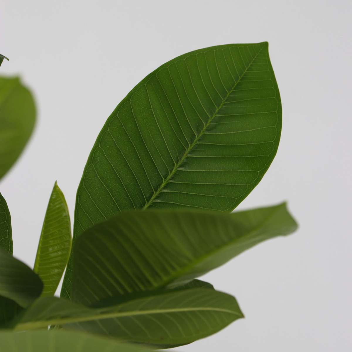 Frangipani - 2 pcs. - Plumeria rubra - Height 45-55cm - ⌀17cm