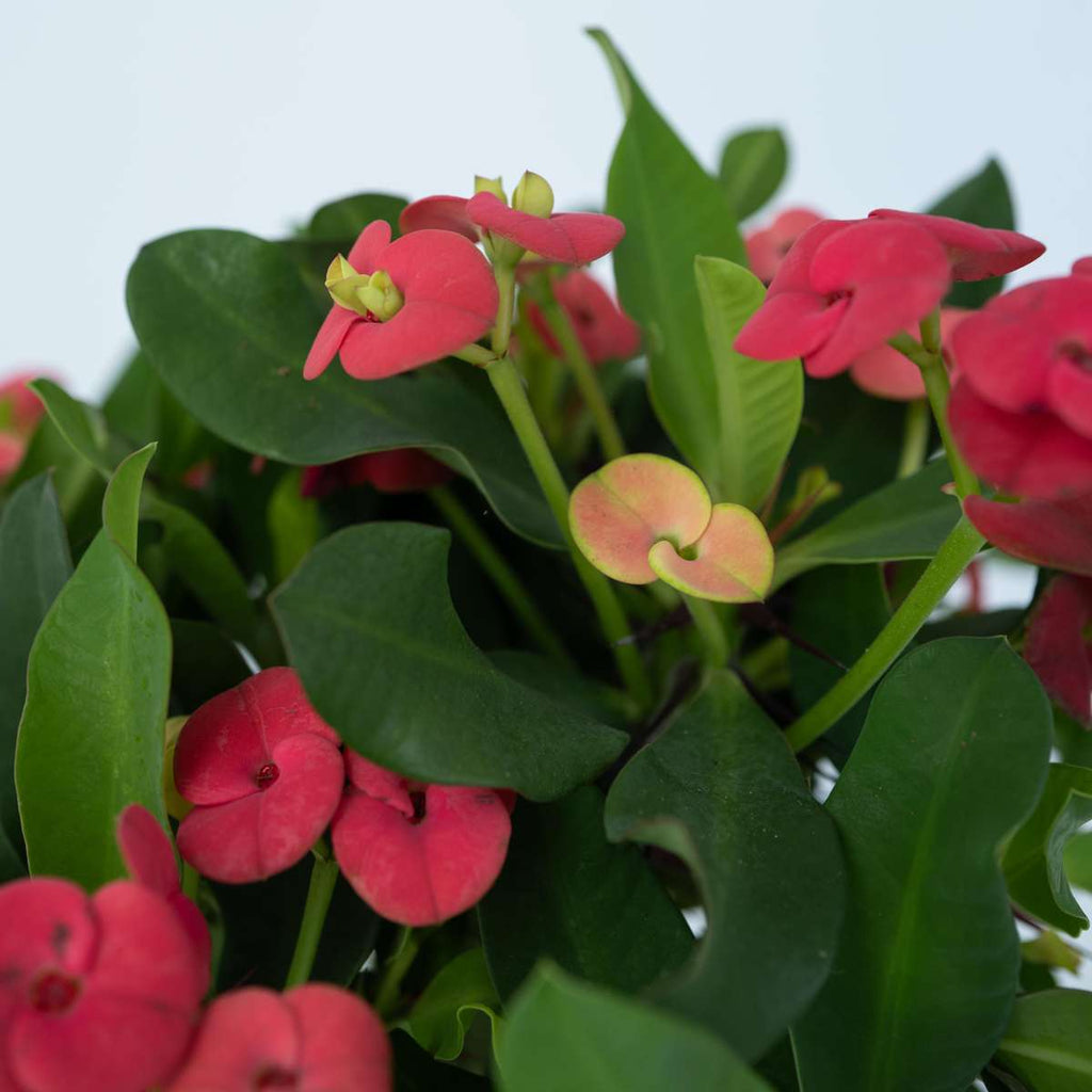 Crown of thorns - 2 pcs. - Euphorbia 'Milii' - Height 25-35cm - ⌀13cm