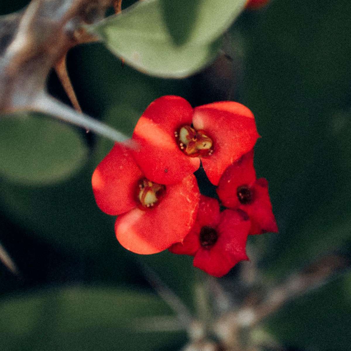 Crown of thorns - 2 pcs. - Euphorbia 'Milii' - Height 25-35cm - ⌀13cm