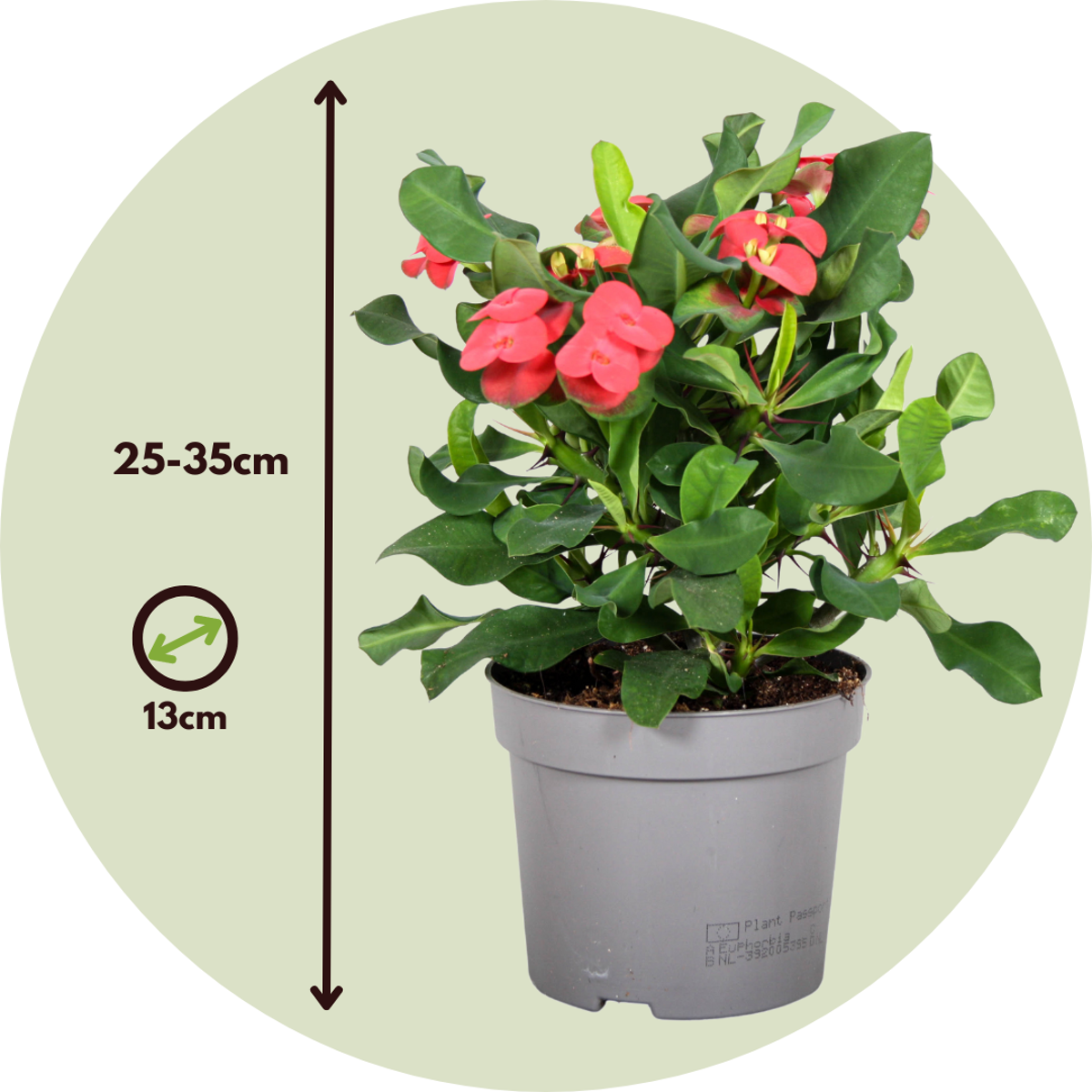 Crown of thorns - 2 pcs. - Euphorbia 'Milii' - Height 25-35cm - ⌀13cm