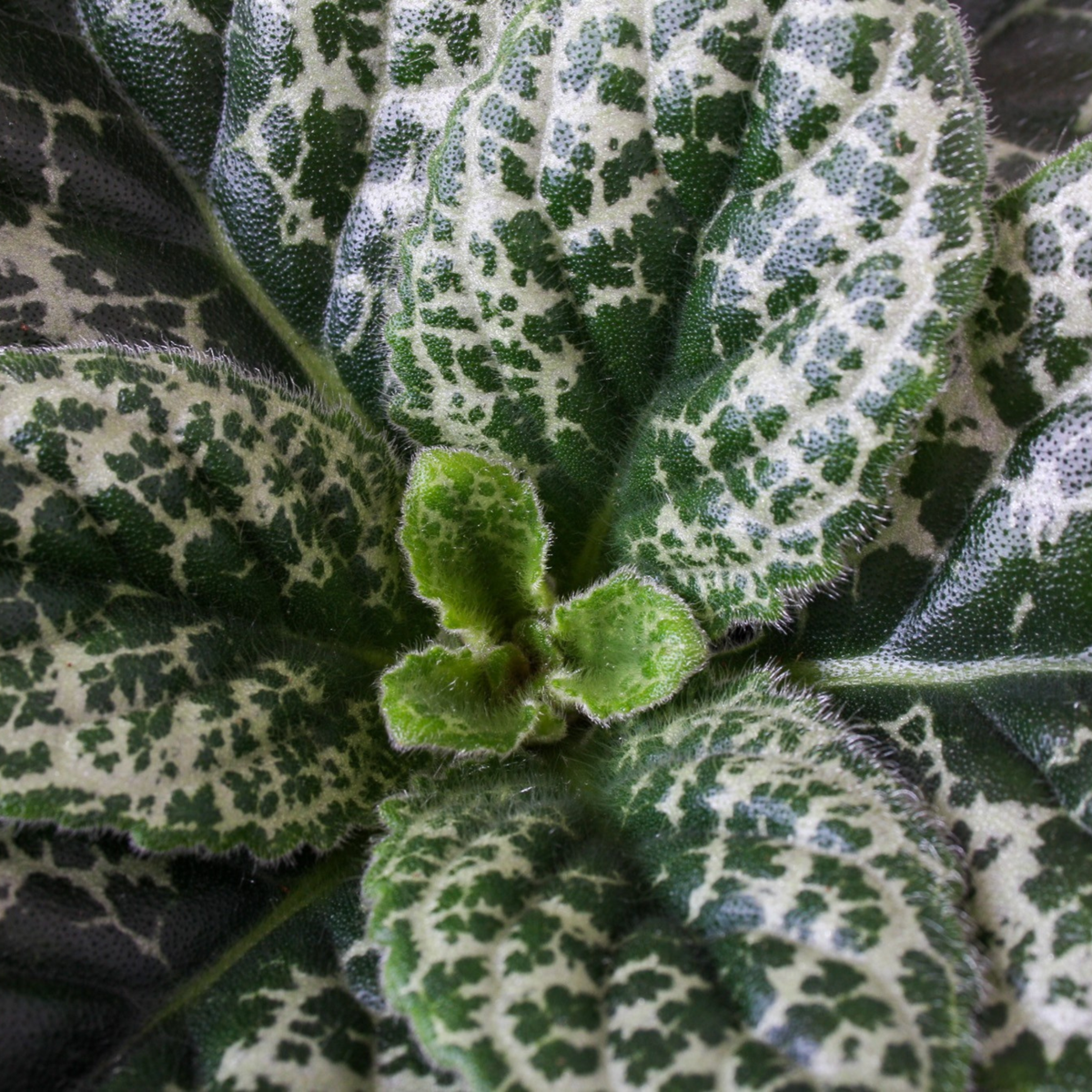 Cape primrose - Streptocarpus 'Pretty Turtle' - Height 25-35cm - ⌀13cm