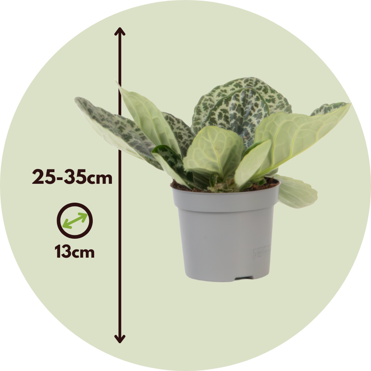 Cape primrose - Streptocarpus 'Pretty Turtle' - Height 25-35cm - ⌀13cm