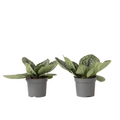 Cape primrose - 2 pcs - Streptocarpus 'Pretty Turtle' - Height 25-35cm - ⌀13cm