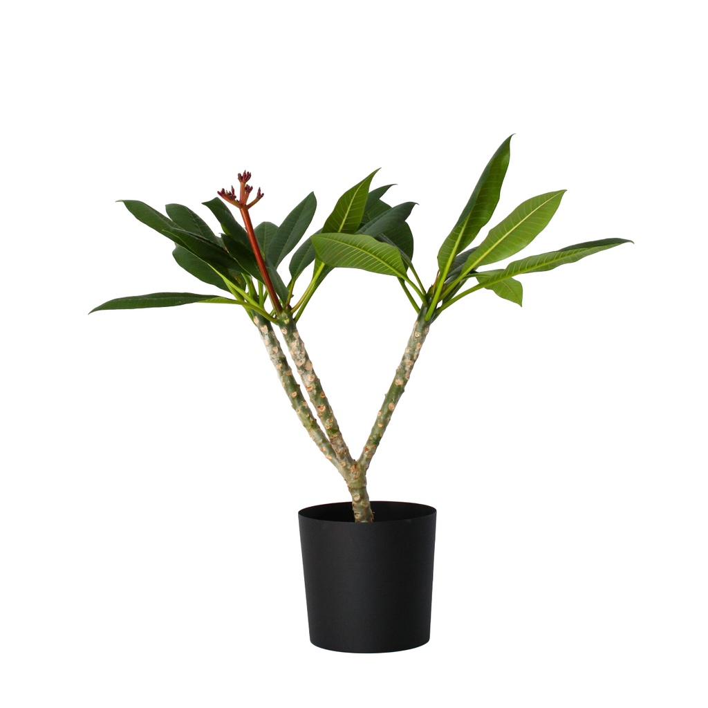 Frangipani white - Plumeria rubra - Height 55-70cm - ⌀17cm