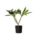 Frangipani white - Plumeria rubra - Height 55-70cm - ⌀17cm