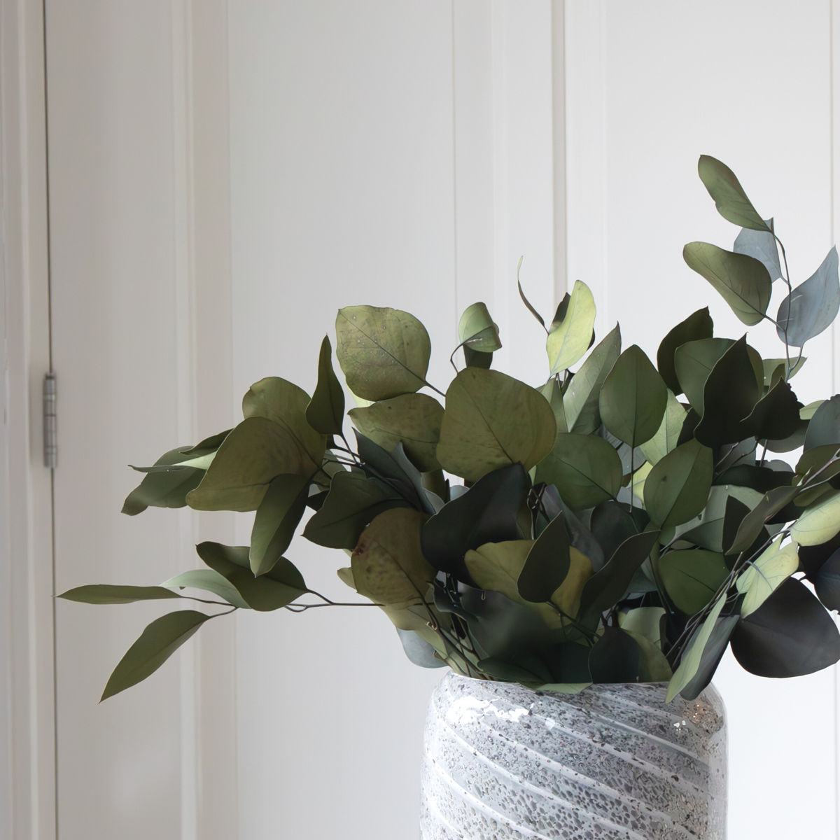 Gum bush - Eucalyptus stuartiana - Dryflowers