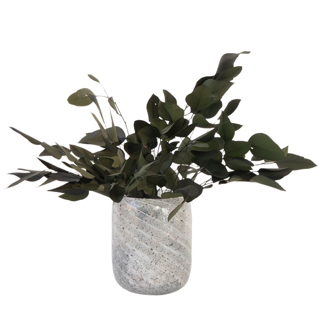 Gum bush - Eucalyptus stuartiana - Dryflowers