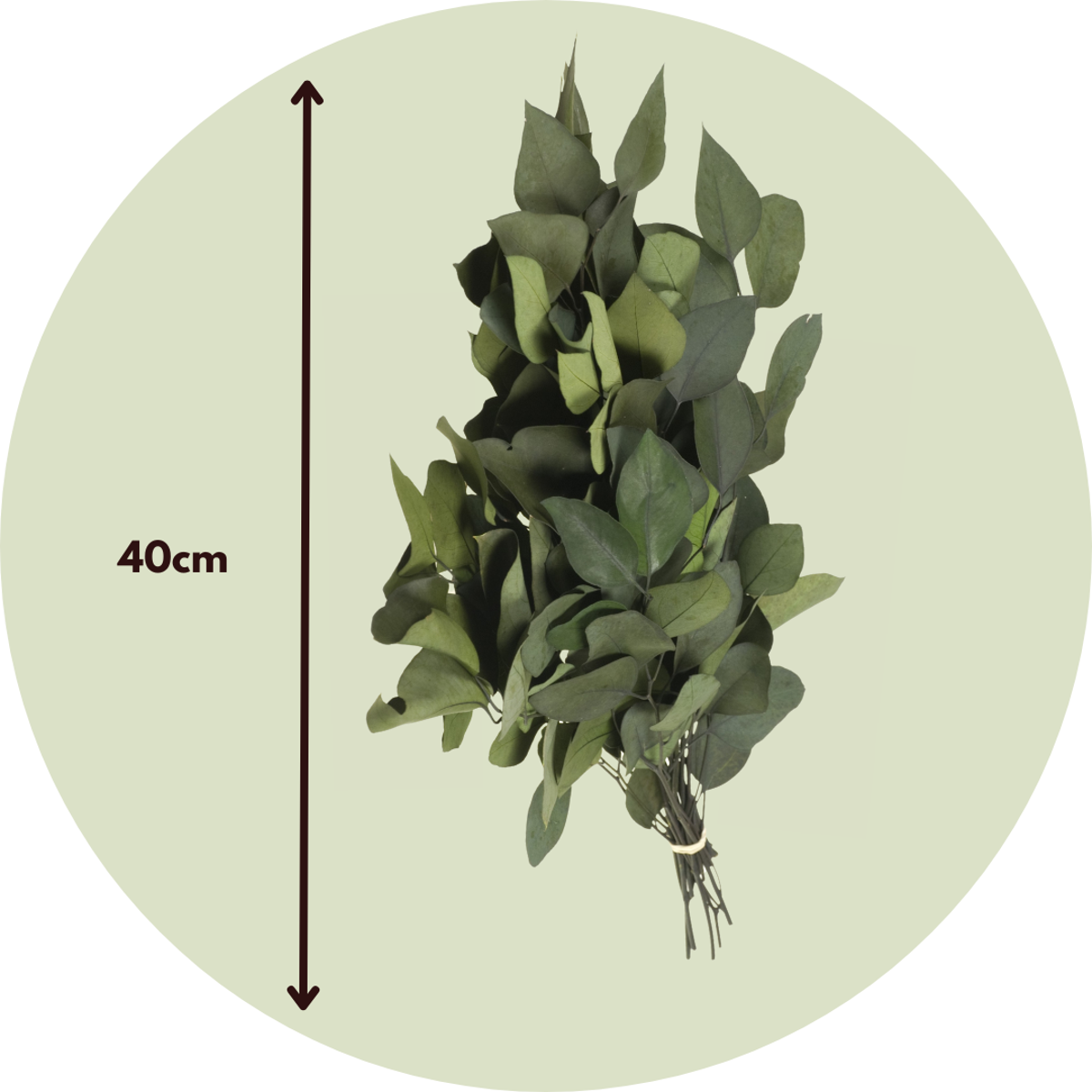 Gum bush - Eucalyptus stuartiana - Dryflowers