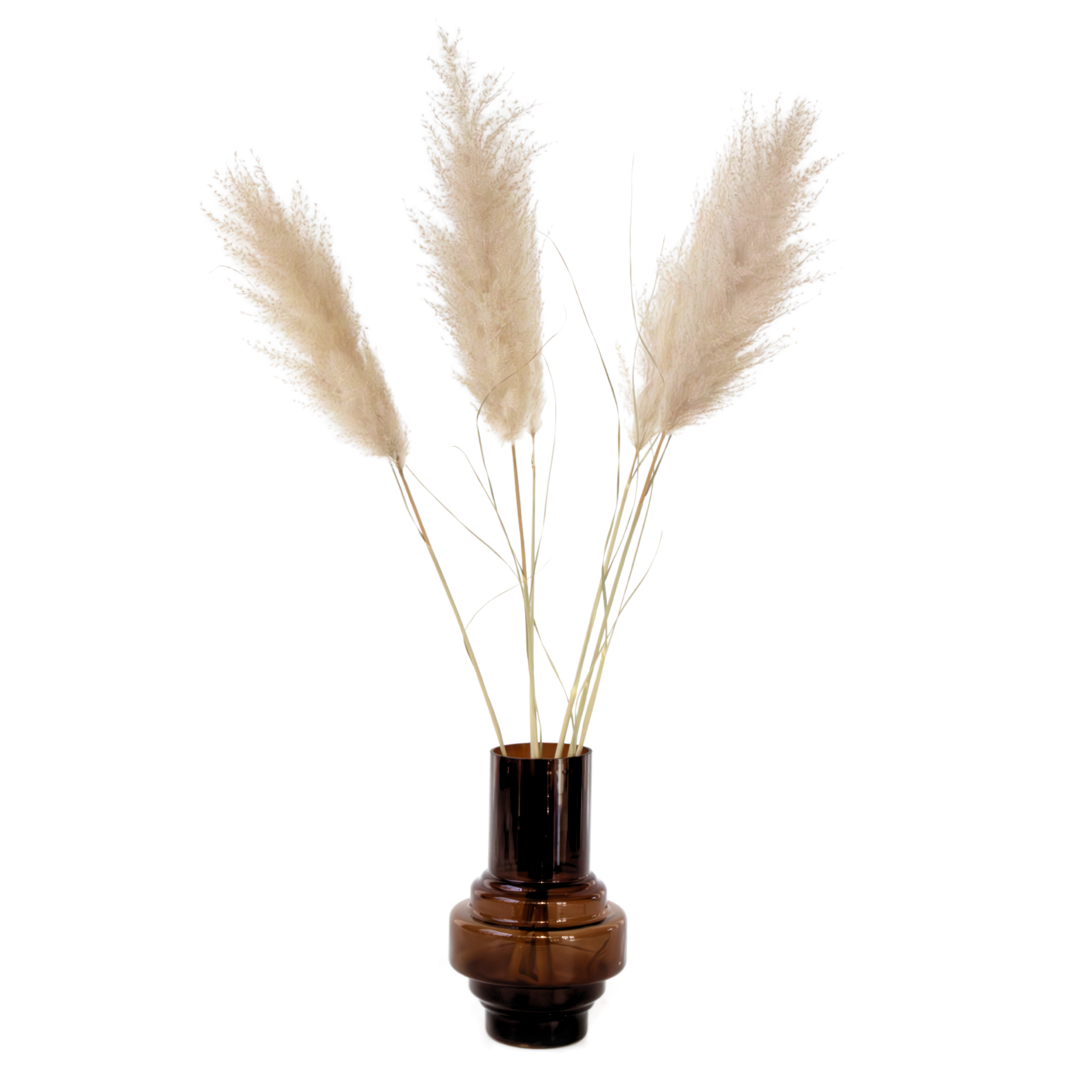 Dried flowers - 5 pcs. - Dryflower 'Cortaderia Plum' - Dryflowers