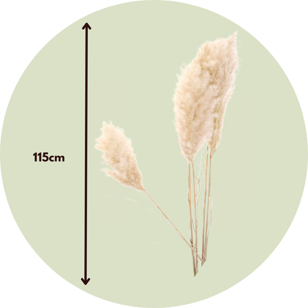 Dried flowers - 5 pcs. - Dryflower 'Cortaderia Plum' - Dryflowers