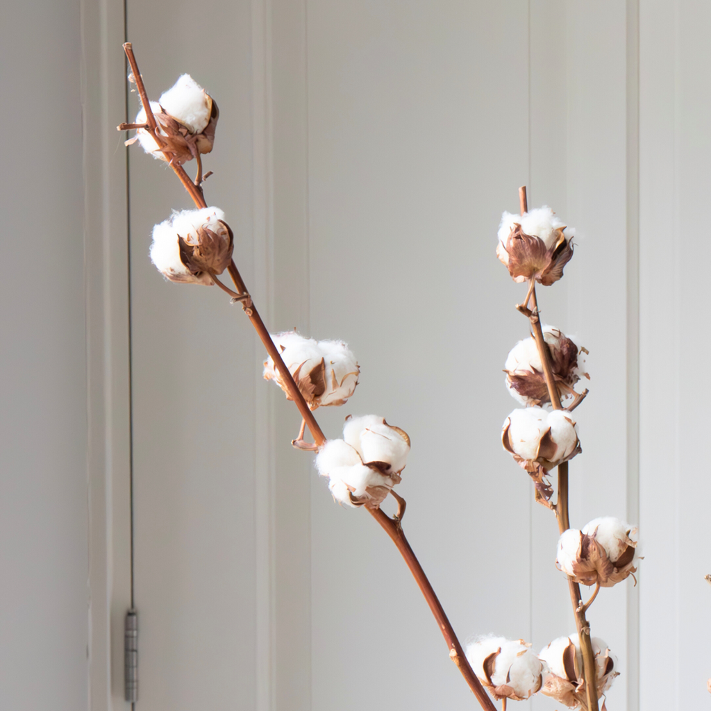 Dried flowers - 3 pcs. - Bouquet 'Cotton branch' - Dryflowers