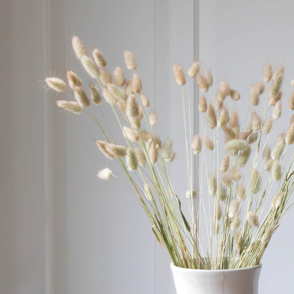 Dried flowers - Bouquet 'Lagurus Bunny Ears' - Dryflowers