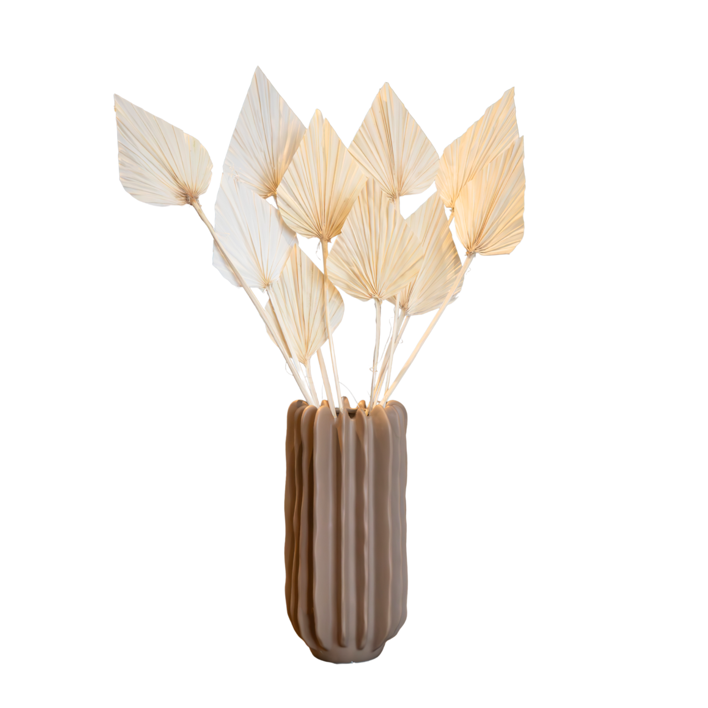 Dried flowers - 10 pcs. - Bouquet 'Palmspear Bleached White' - Dryflowers