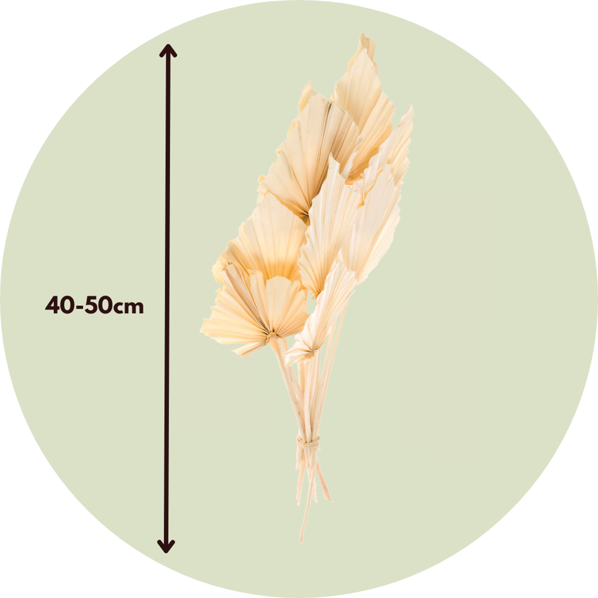 Dried flowers - 10 pcs. - Bouquet 'Palmspear Bleached White' - Dryflowers