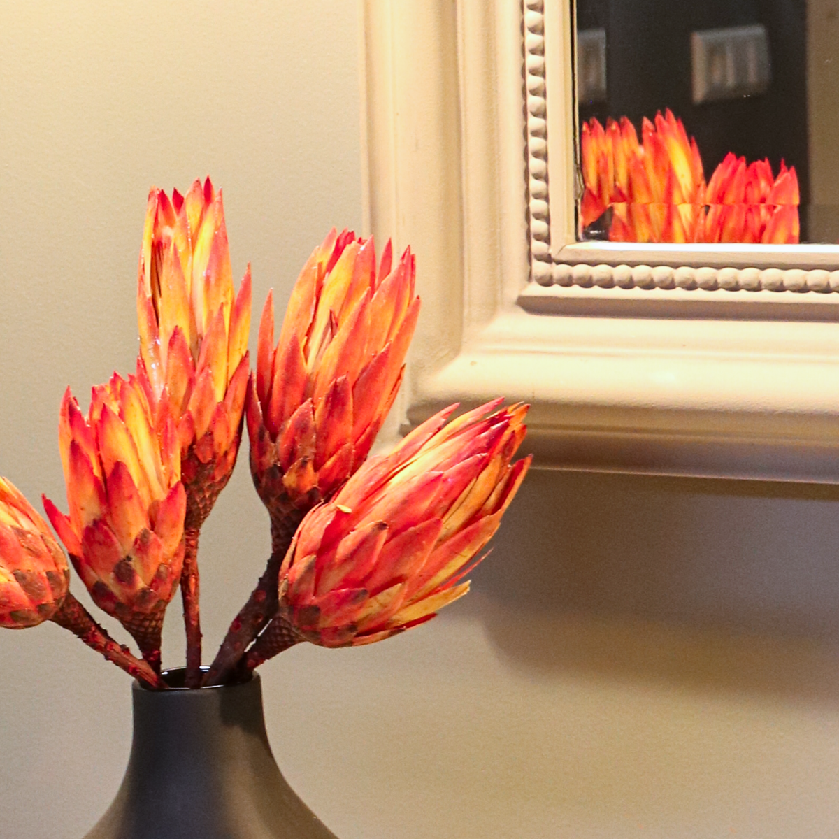 Dried flowers - 5 pcs. - Bouquet 'Protea Pendula Red' - Dryflowers