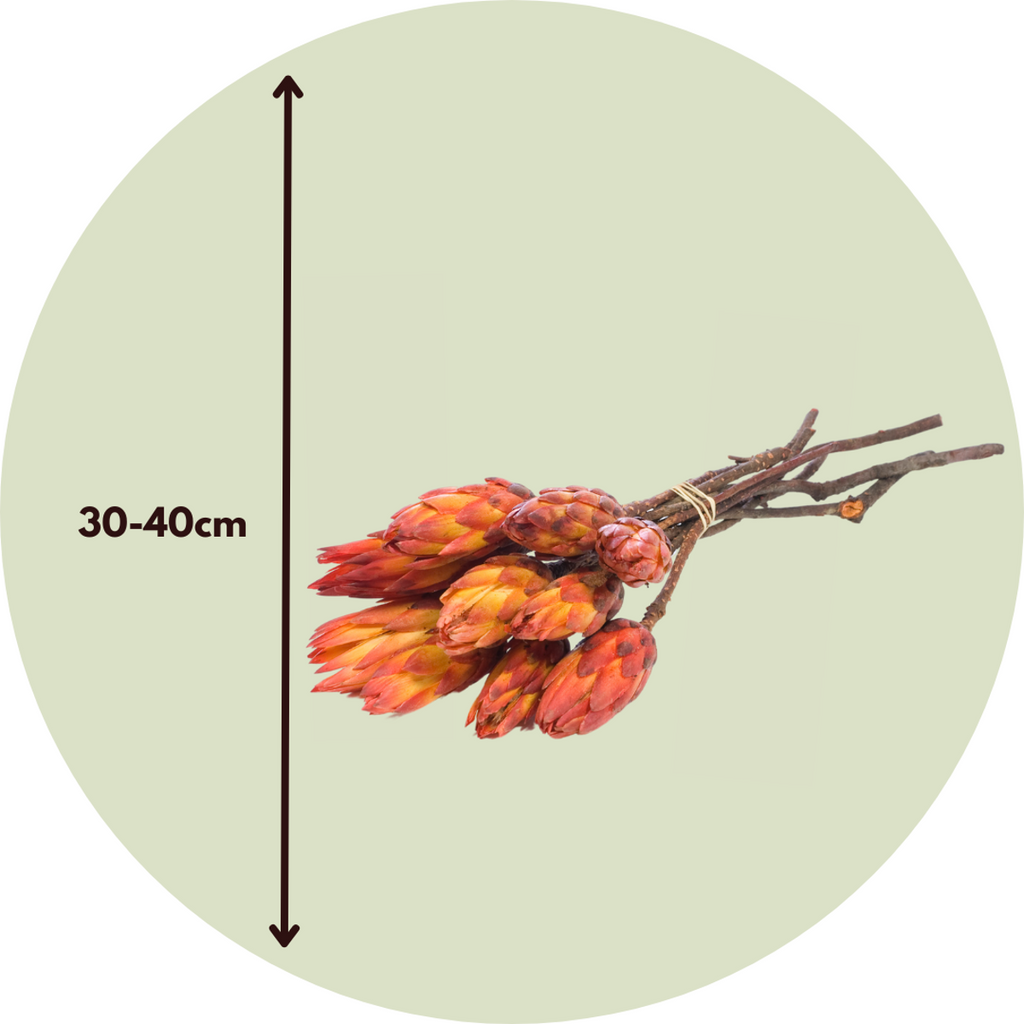 Dried flowers - 5 pcs. - Bouquet 'Protea Pendula Red' - Dryflowers