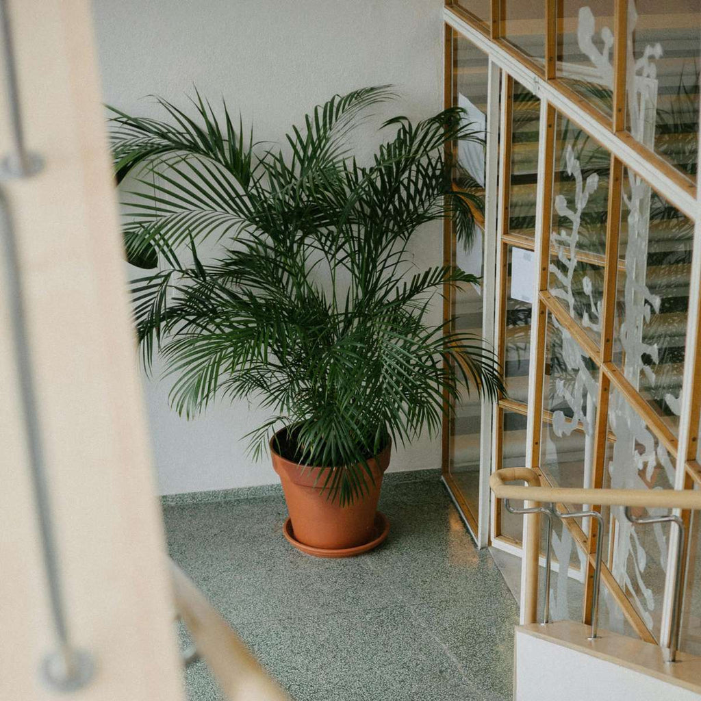 Parlour Palm - Chamaedorea elegans - Height 80-90cm - ⌀20cm