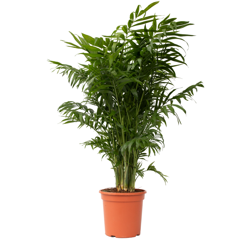 Parlour Palm - Chamaedorea elegans - Height 80-90cm - ⌀20cm