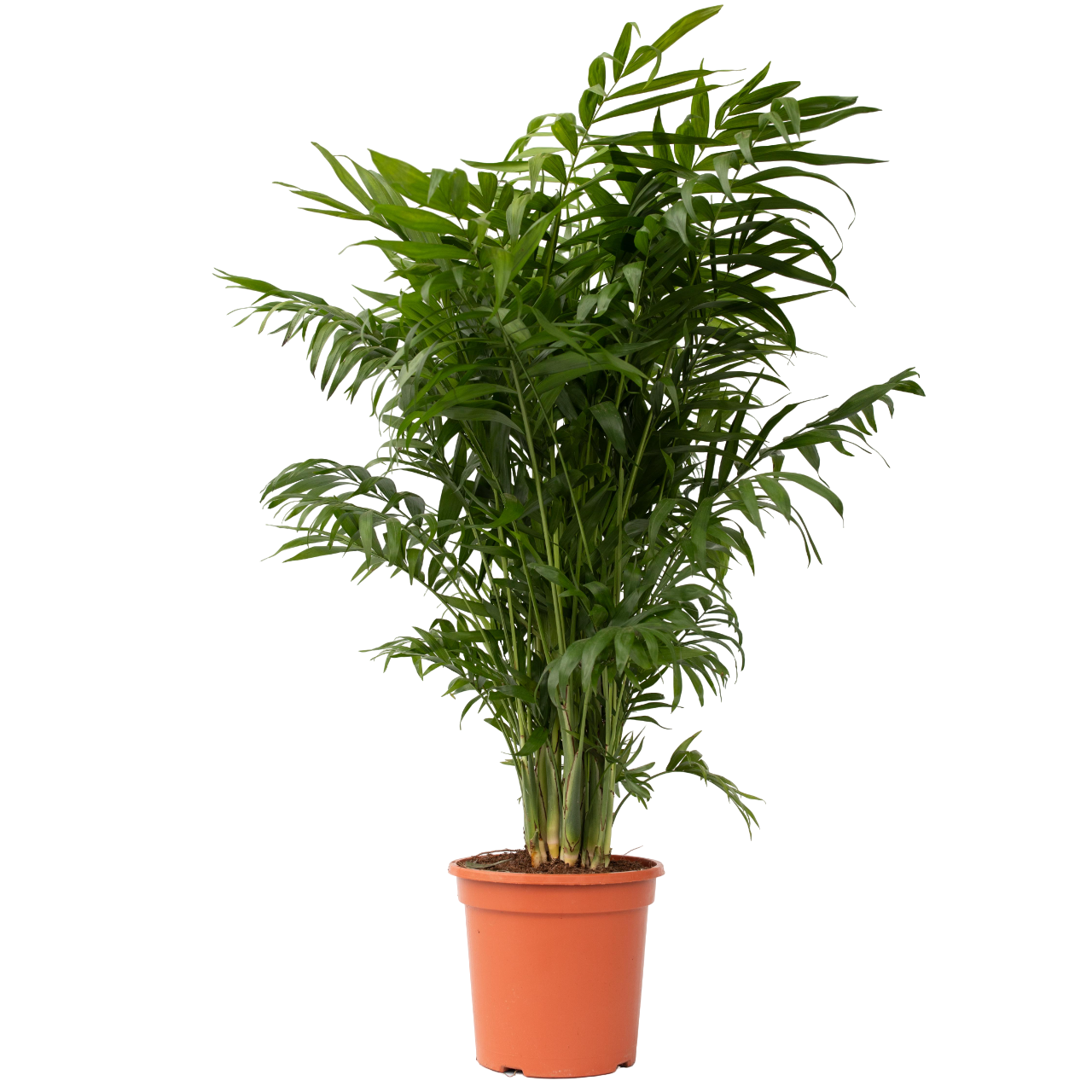 Parlour Palm - Chamaedorea elegans - Height 80-90cm - ⌀20cm