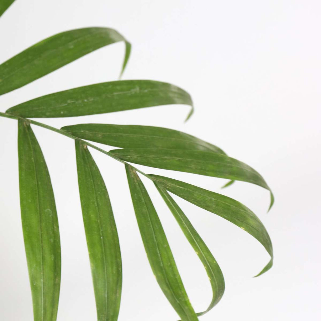 Parlour Palm - 2 pcs. - Chamaedorea elegans - Height 80-90cm - ⌀20cm