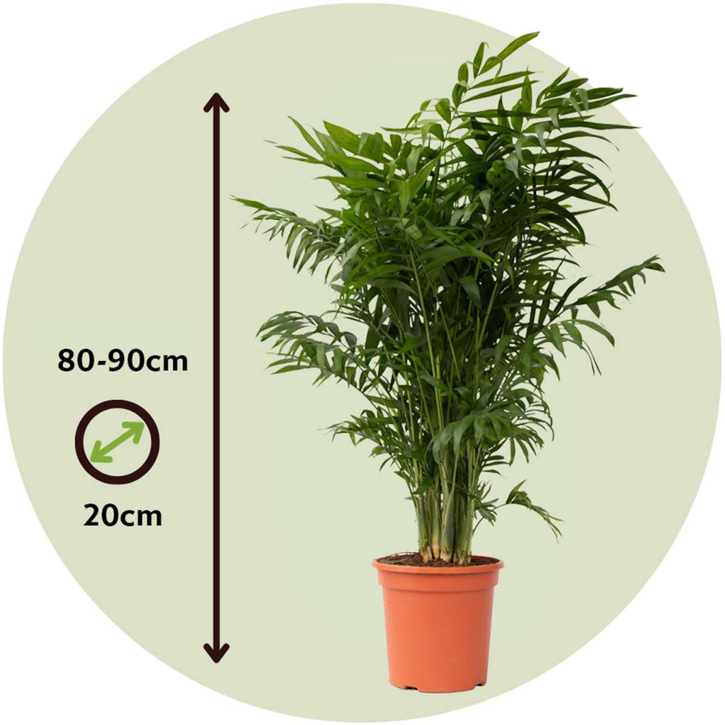 Parlour Palm - 2 pcs. - Chamaedorea elegans - Height 80-90cm - ⌀20cm