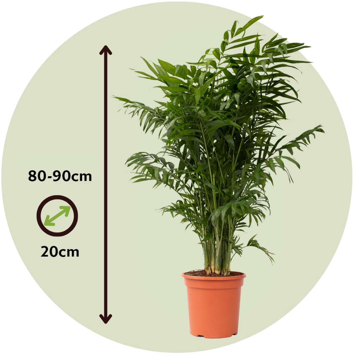 Parlour Palm - 2 pcs. - Chamaedorea elegans - Height 80-90cm - ⌀20cm