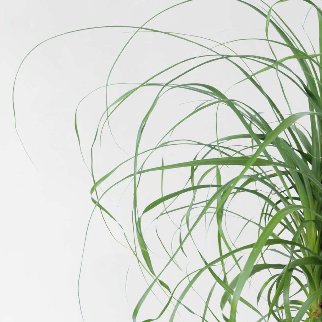 Ponytail Palm - Beaucarnea 'recurvata' - Height 60-70cm - ⌀21cm