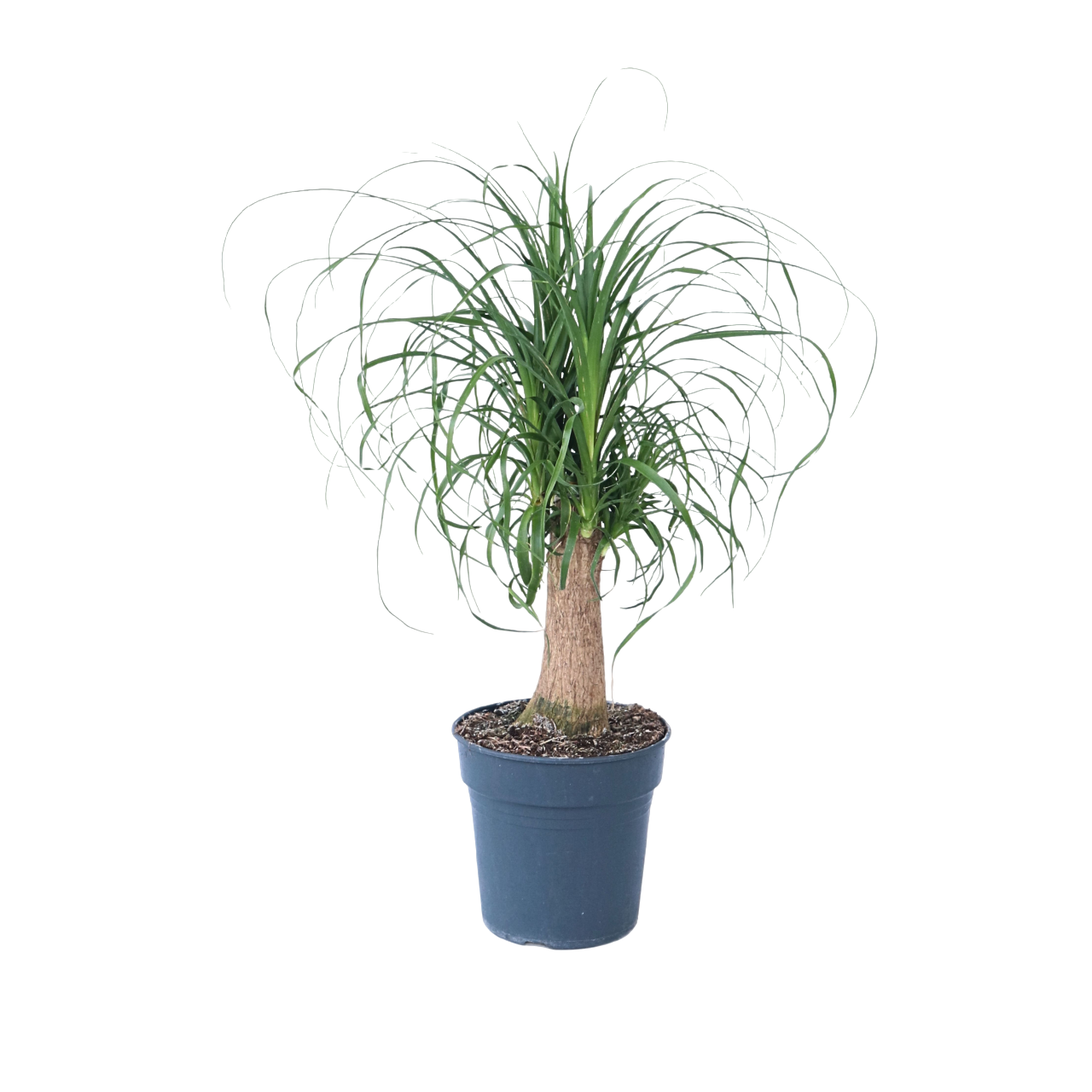 Ponytail Palm - Beaucarnea 'recurvata' - Height 60-70cm - ⌀21cm