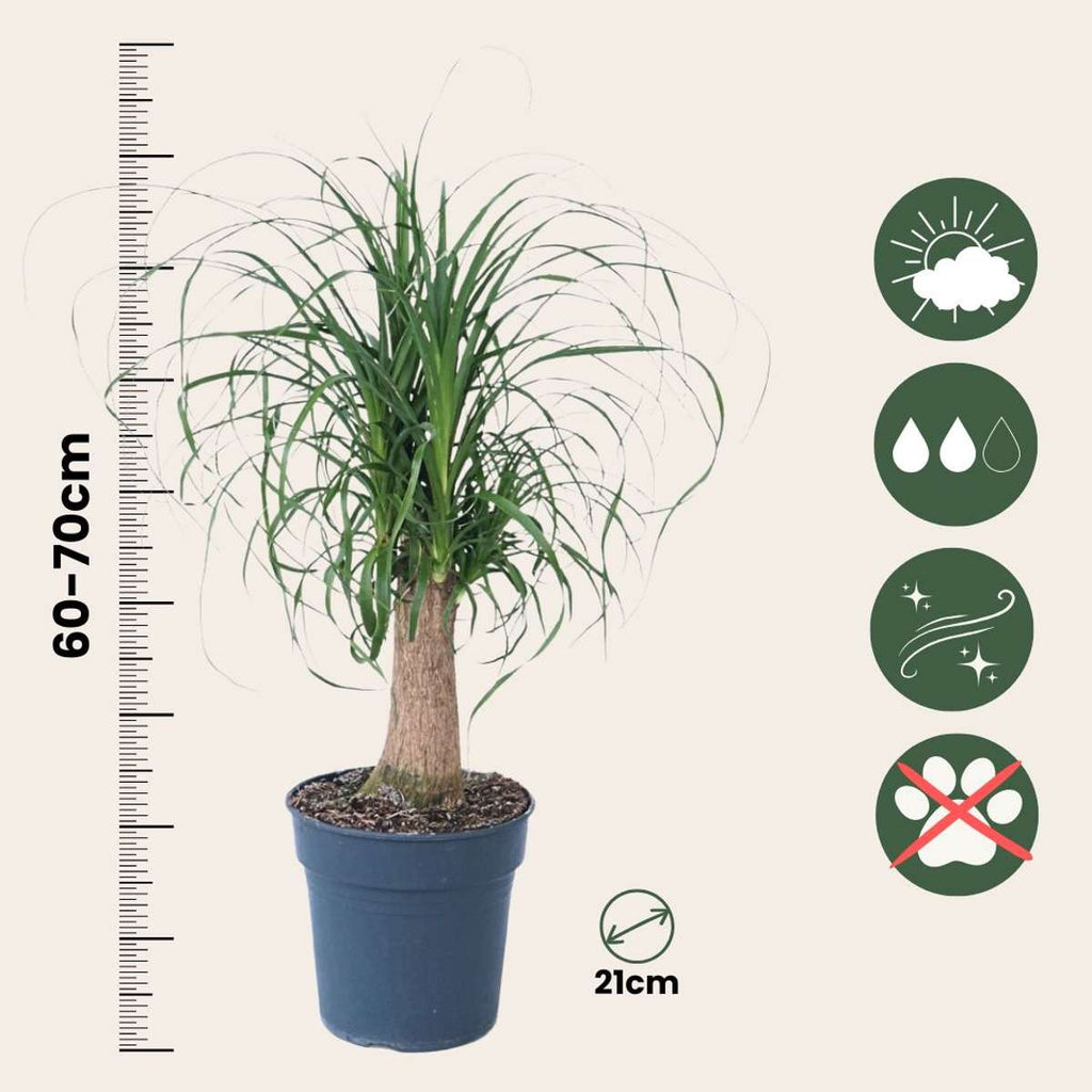 Ponytail Palm - Beaucarnea 'recurvata' - Height 60-70cm - ⌀21cm