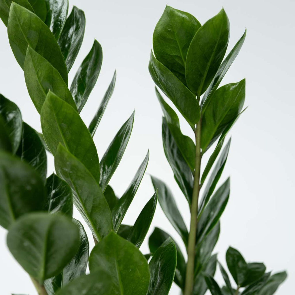 ZZ Plant - Zamioculcas Emerald - Height 70-80cm - ⌀21cm