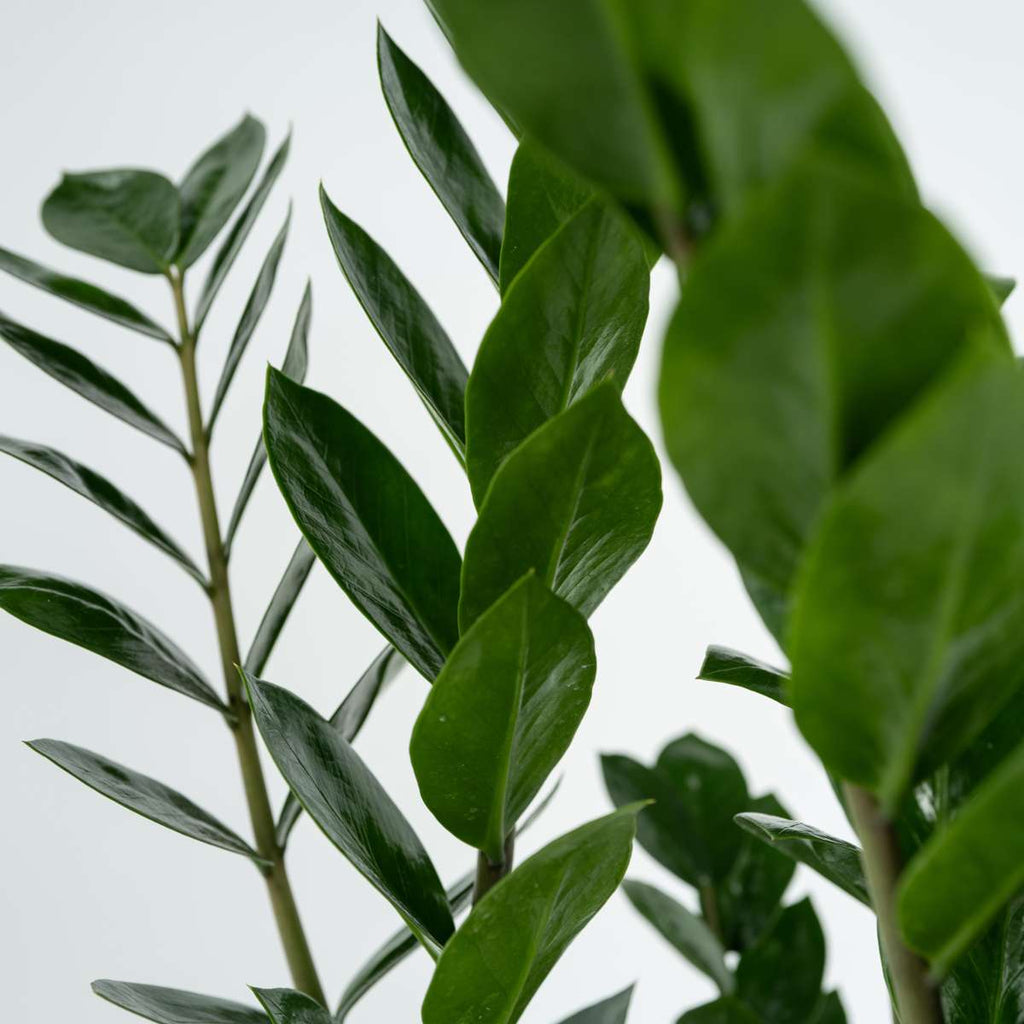 ZZ Plant - Zamioculcas Emerald - Height 70-80cm - ⌀21cm