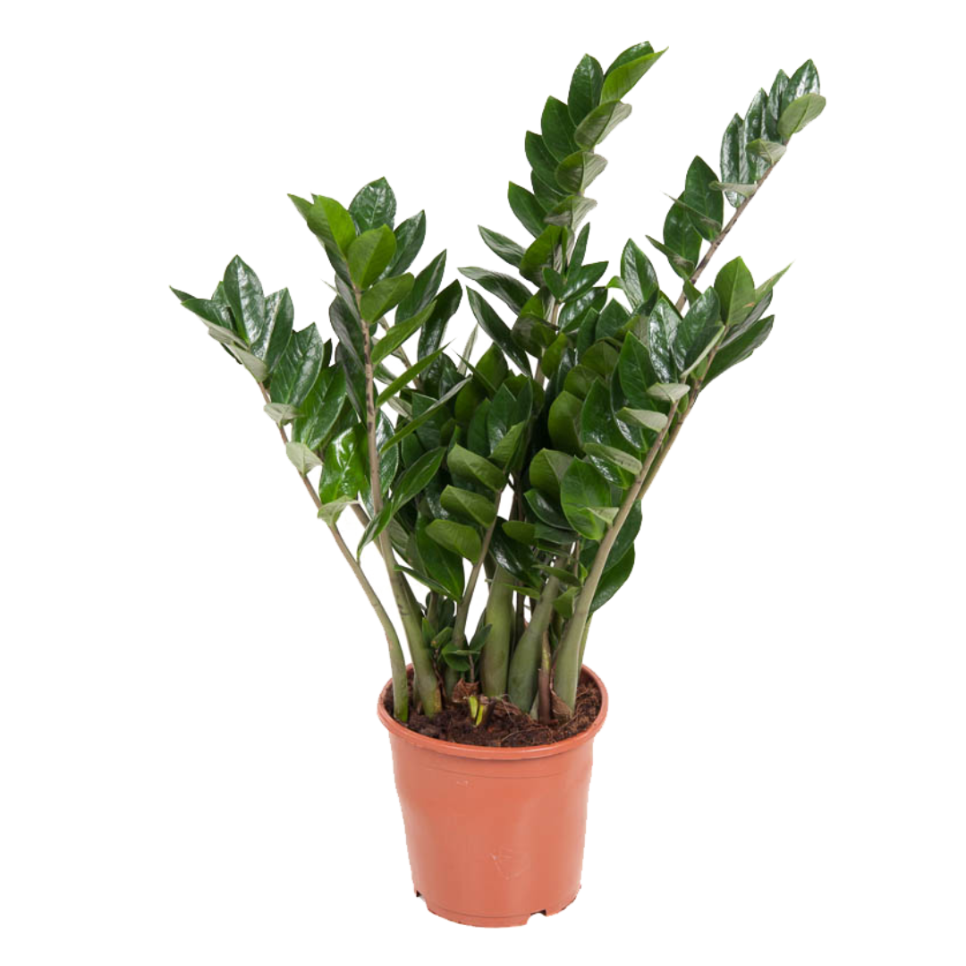 ZZ Plant - Zamioculcas Emerald - Height 70-80cm - ⌀21cm