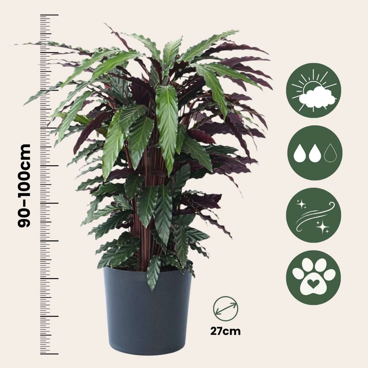 Prayer Plant - Calathea 'Wavestar' - Height 90cm - ⌀27cm