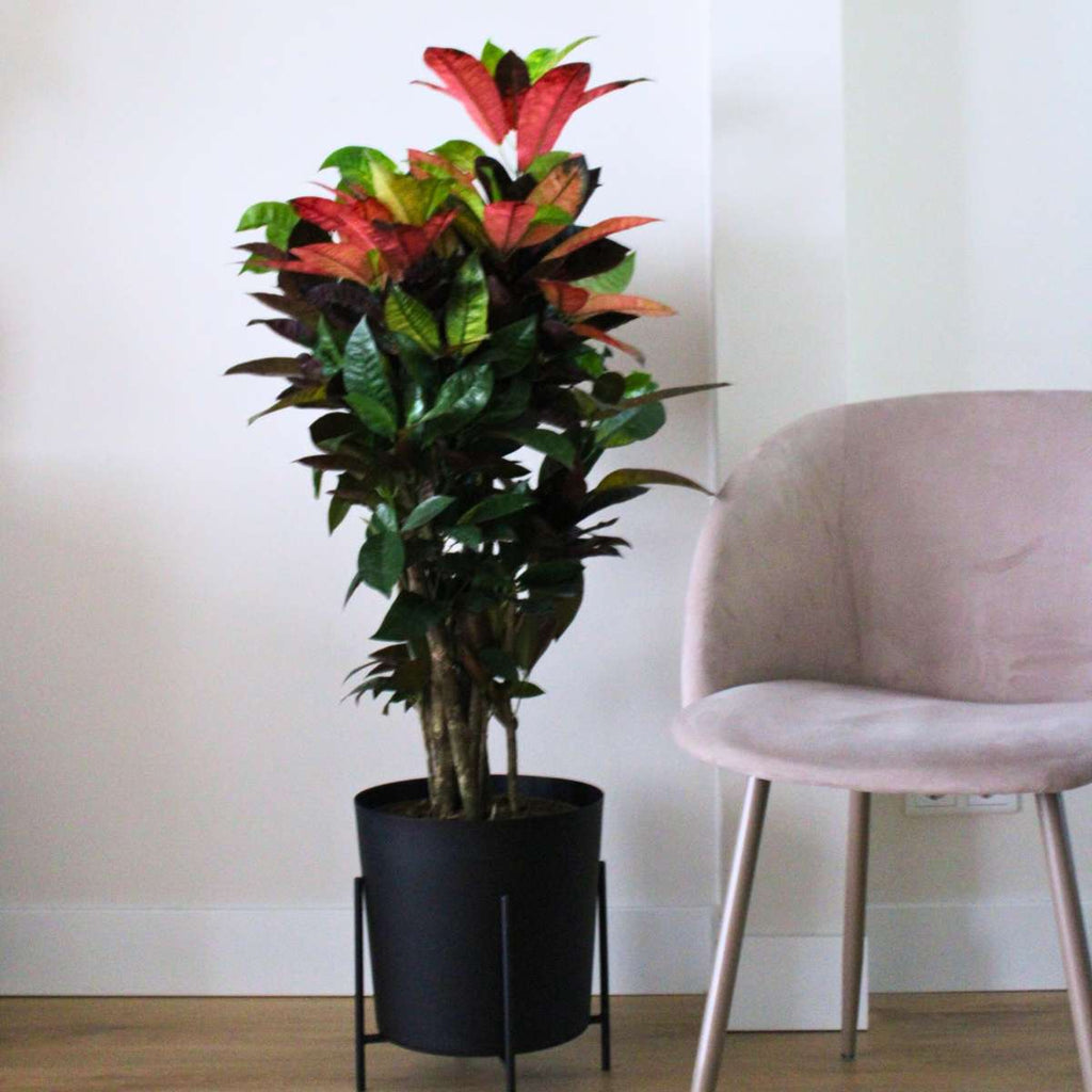 Croton - Codiaeum variegatum 'Mrs. Iceton' - Height 60-70cm - ⌀19cm