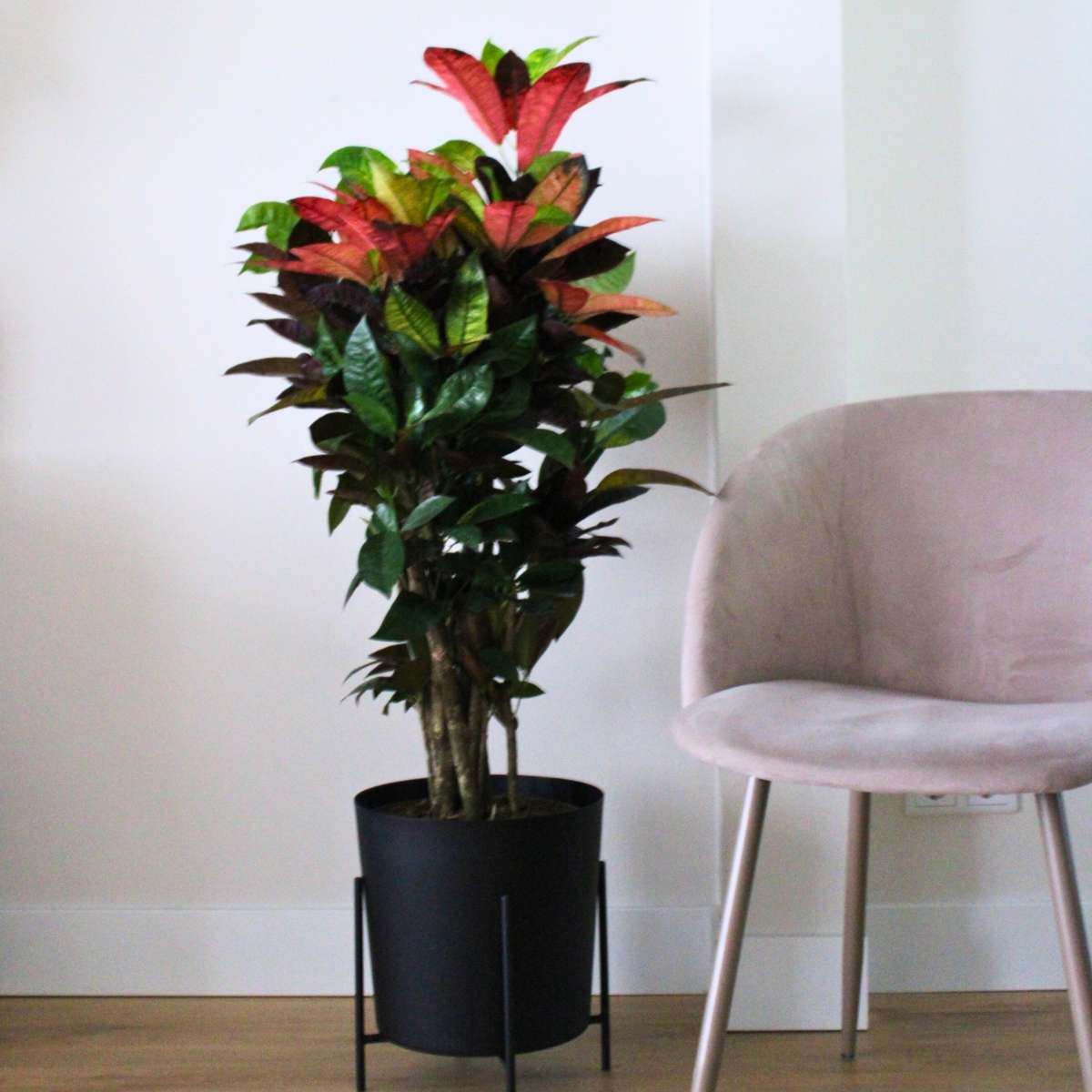 Croton - Codiaeum variegatum 'Mrs. Iceton' - Height 60-70cm - ⌀19cm