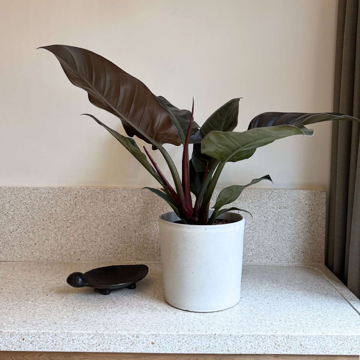 Sweetheart Plant - Philodendron 'Imperial Red' - Height 50cm - ⌀19cm