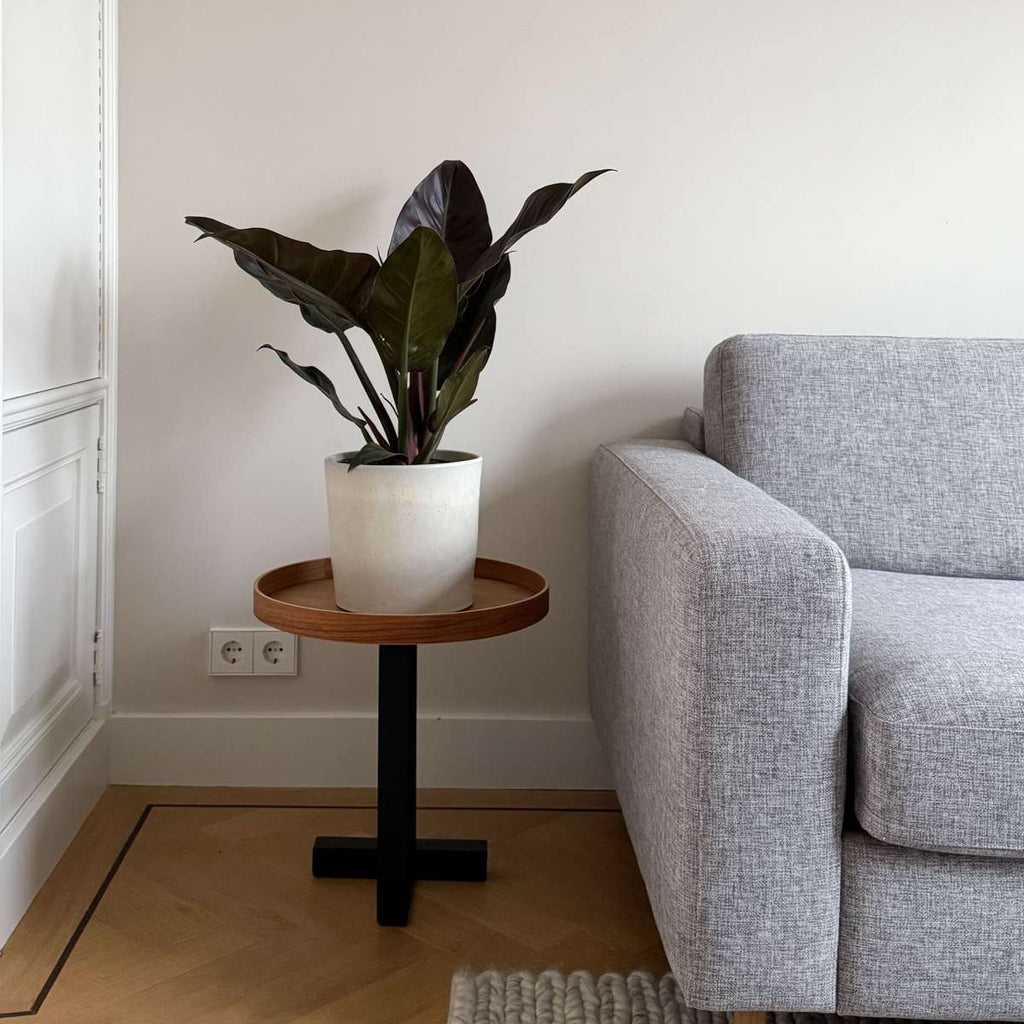 Sweetheart Plant - Philodendron 'Imperial Red' - Height 50cm - ⌀19cm