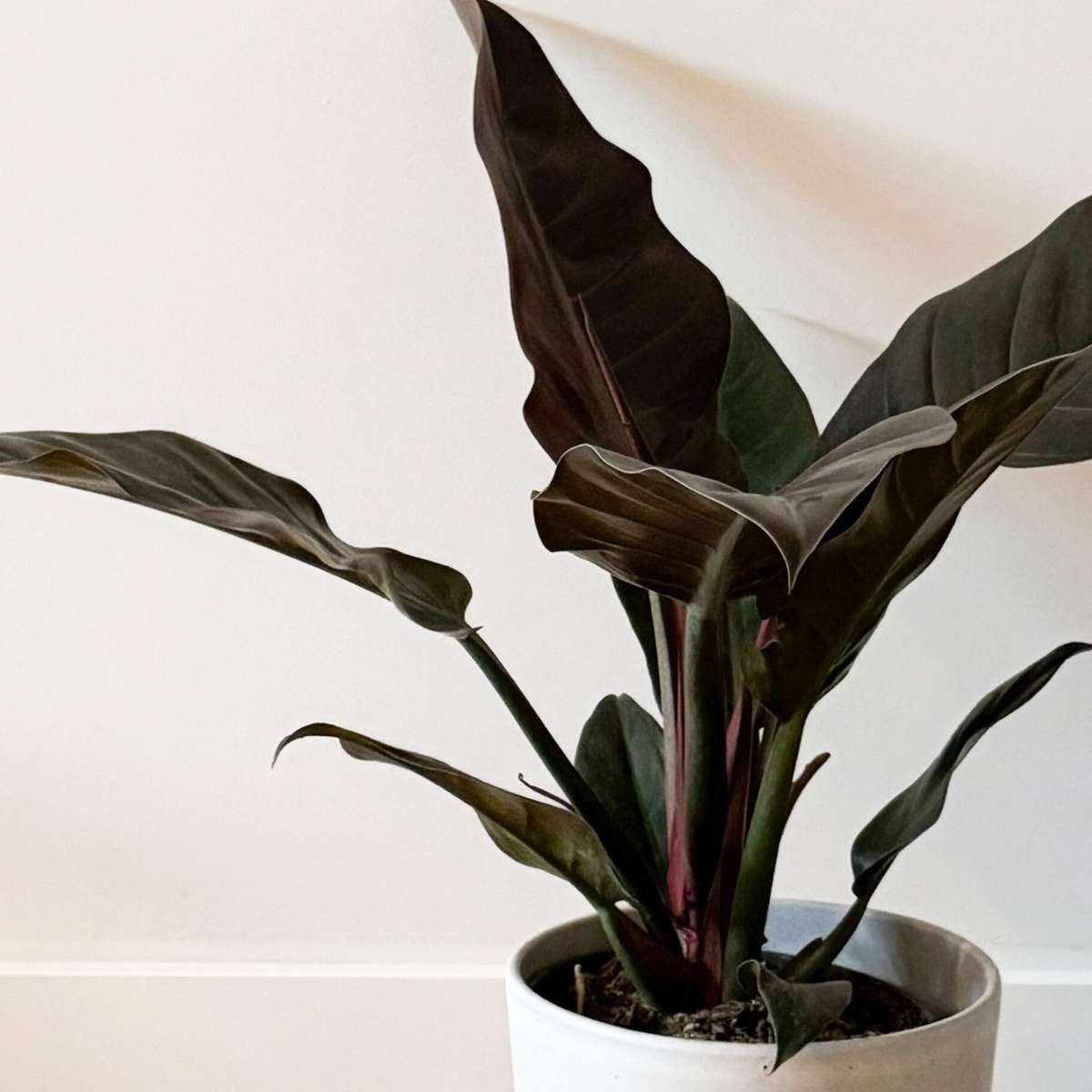 Sweetheart Plant - Philodendron 'Imperial Red' - Height 50cm - ⌀19cm
