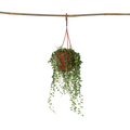 String of Pearls - Senecio rowleyanus - Height 10-20cm - ⌀12cm